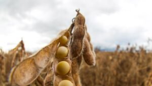 Inadimplência no agro bate recorde e chega a 8,1%