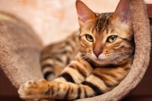 Gato Bengal com pelagem listrada em tons de marrom e preto esticado em cama de tecido felpudo bege, olhando para frente.