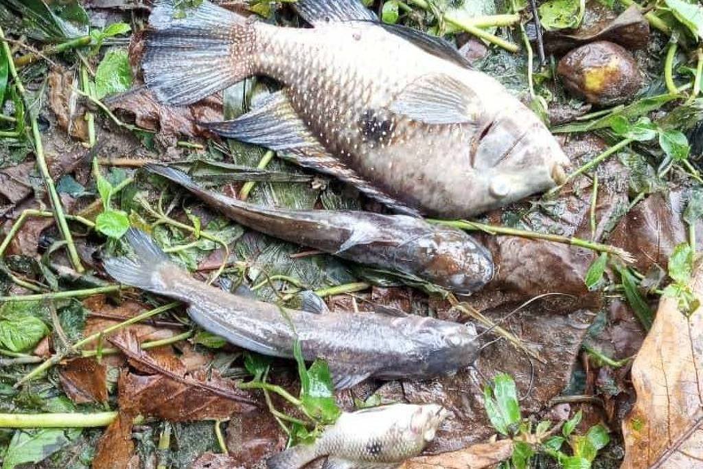 Cinco peixes mortos de diferentes tamanhos estão espalhados sobre folhas secas e vegetação verde no chão.