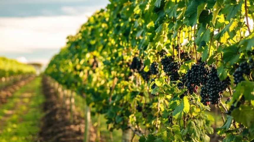 Uma nova geografia do vinho: os terroirs nordestinos começam a ganhar espaço