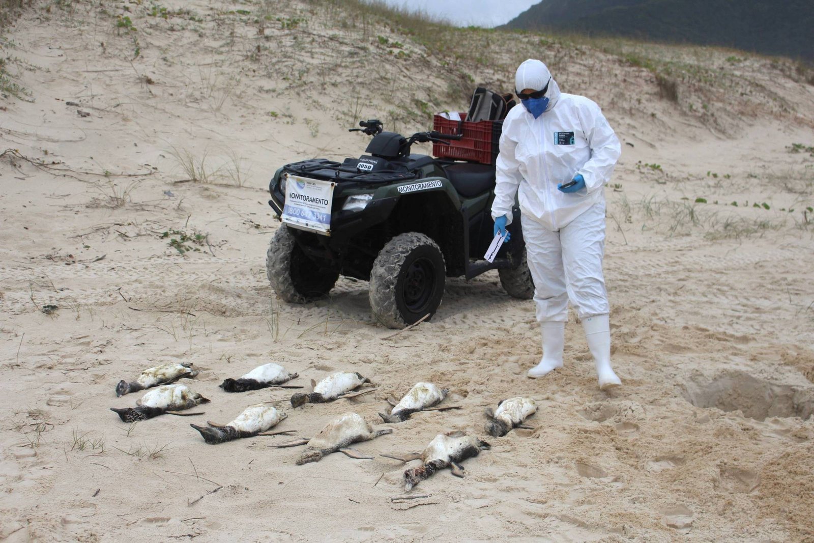 Pessoa vestida com traje de proteção branco, máscara e luvas inspeciona nove pinguins mortos alinhados na areia da praia. Ao fundo, quadriciclo preto com caixa vermelha está estacionado próximo a dunas de areia.