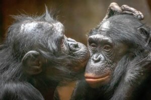 Dois macacos apaixonados se abraçando e se beijando