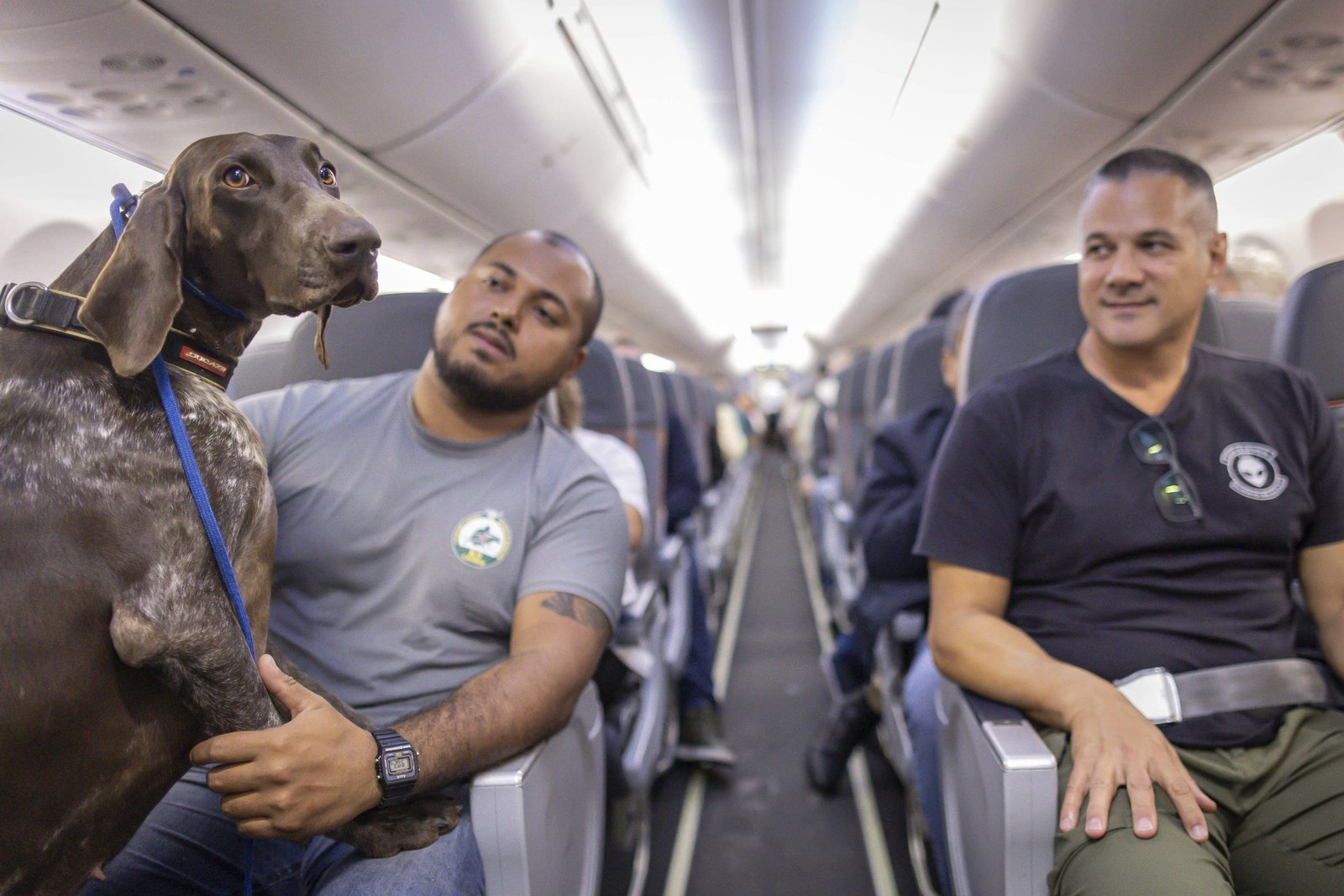 Homem sentado em poltrona de avião segura cachorro grande de pelagem marrom. Outro homem está sentado na poltrona ao lado, ambos olhando para o cachorro. Interior do avião com fileiras de assentos visíveis ao fundo.