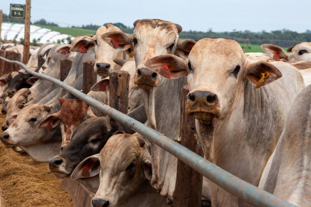Várias vacas de pelagem clara alinhadas em curral com cerca de madeira e metal, olhando para a câmera. Fundo mostra área rural com vegetação e céu claro.